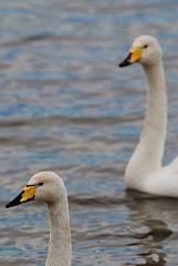David Plant Photography - Wildlife Photographer - Whooper swan heads - AH